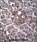 DDIT4 Antibody (C-term)